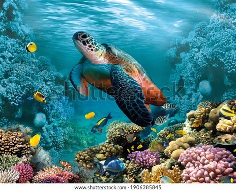 118,384 Underwater Tropical With Diver Images, Stock Photos, 3D objects, & Vectors | Shutterstock