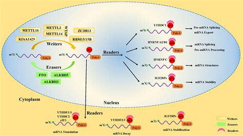 Frontiers Rna M A Modification Orchestrates The Rhythm Of Immune Cell