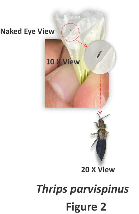 Thrips Parvispinus Mrec Uf Ifas University Of Florida Institute