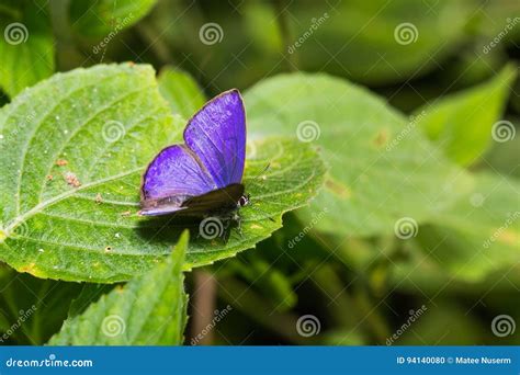 Common Ciliate Blue Anthene Emolus Butterfly Stock Photo Image Of