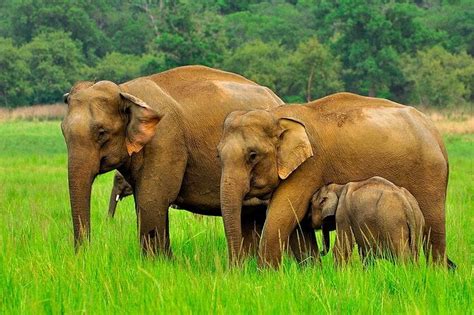 Day Tour To Minneriya National Park Sigiriya Dambulla From Kandy