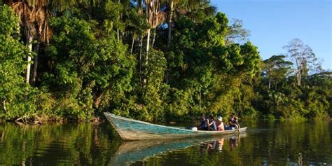 Selva peruana História localização relevo flora e fauna