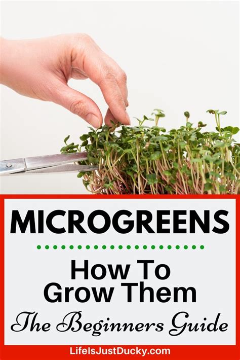 Microgreens How To Grow Them The Beginners Guide Artofit