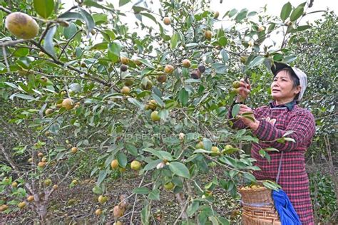 贵州锦屏：油茶喜丰收 人民图片网