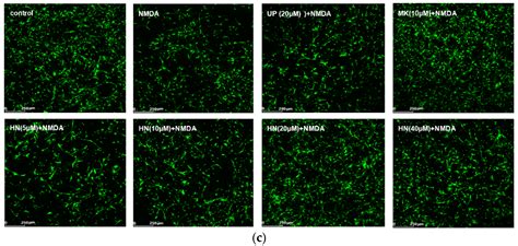 Ijms Free Full Text Humanin Attenuates Nmda Induced Excitotoxicity