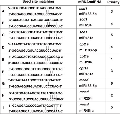 Sequence Matching Of Mirna Target Mrna Interaction Download