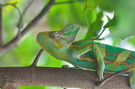 Qué significan los colores en los anillos que cambian de color