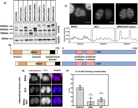 BRD4 NUT Fusion Protein Forms Nuclear Condensates In Human Cells A