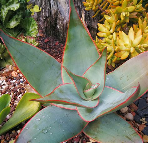 Aloe Striata Coral Aloe Au