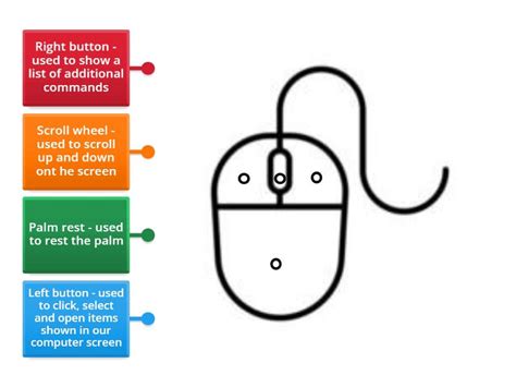 mouse part labelled diagram