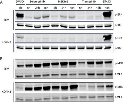 Mek Inhibition Results In Reduced Erk Phosphorylation A Western Blot Download Scientific