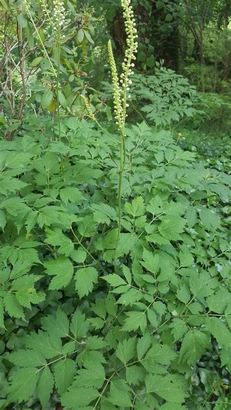 Black Cohosh Benefits Uses Side Effects According To Ayurveda