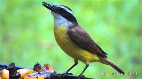 Ave Nacional De Surinam El Tuc N Loros Y Guacamayos