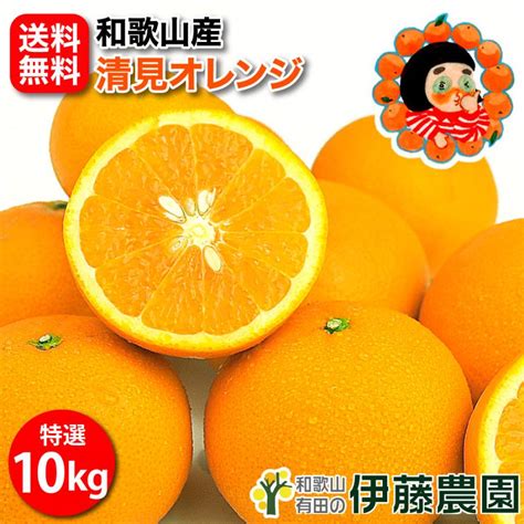 清見 きよみ 10kg 和歌山みかん 清見オレンジ キヨミ 美品 贈答用 旬 みかん 送料無料 箱買いギフト 北海道 沖縄 送料 770円