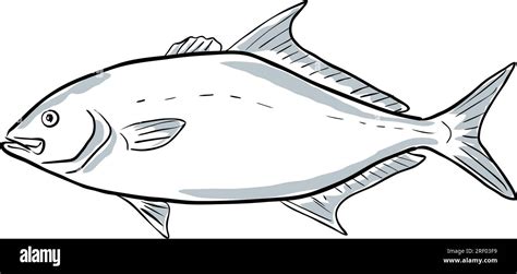 Cartoon Style Drawing Sketch Illustration Of A Longfin Yellowtail Or