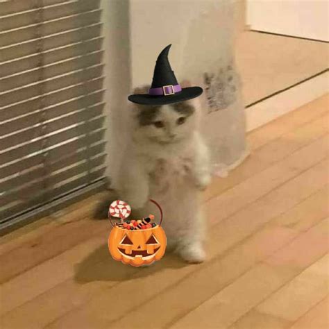 Gatito Halloween Cat Icon Cat Profile Halloween Memes