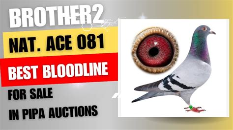 Brother 2 Nat Ace Racing Pigeon The Best Bloodline In The World For