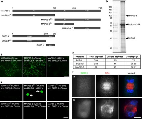 BUB3 1 Interacts With MaP65 3 For Its Phragmoplast Localization A