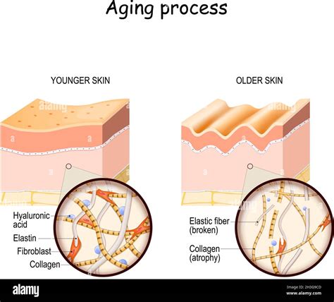 Epidermis Diagram Envejecida Y Joven Imágenes vectoriales de stock Alamy