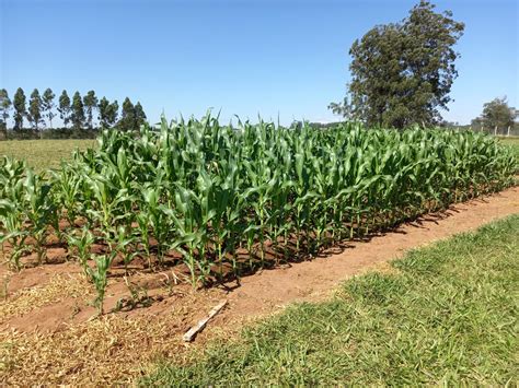 Tratamento de esgoto e uso de biofertilizante são apresentados pela