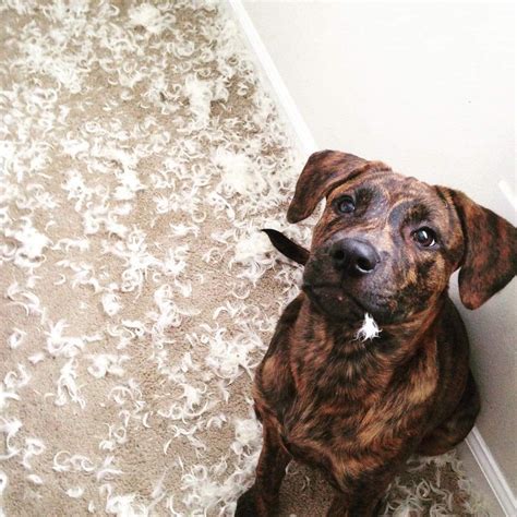 15 Hilarious Pictures Of Guilty Dogs In #guiltydogchallenge ...