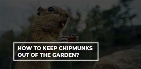 How To Keep Chipmunks Out Of The Garden WhyDo