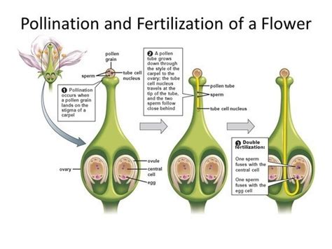 In Which Order Does Sexual Reproduction Take Place In Plants A Pollination Germination