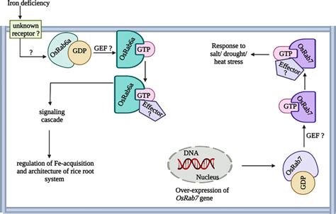 Role Of Rab Gtpases In Abiotic Stress Responses In Oryza Sativa The