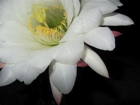 Night Blooming Cereus For Desktop