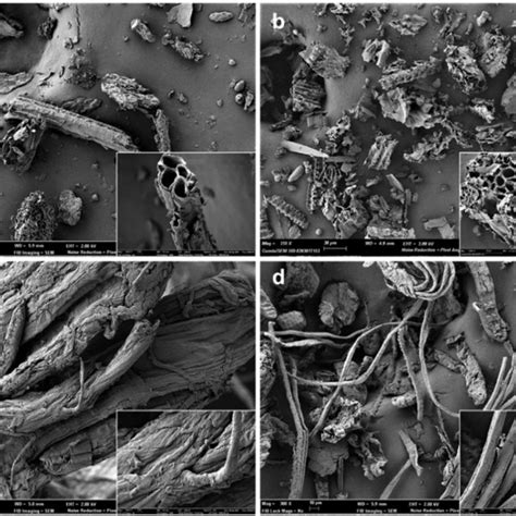 Field Emission Scanning Electron Microscope Fesem Micrographs Of