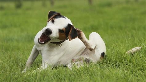 Itchy Dog Skin Causes, Treatment and Home Remedies for Dog Itchy Skin ...