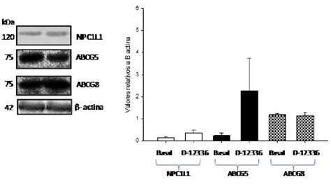 Niveles De Expresión De Las Proteínas Npc1l1 Abcg5 Y Abcg8 En Células Download Scientific