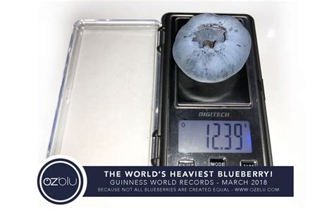 OZblu Breaks Guinness World Record With The Worlds Heaviest Blueberry