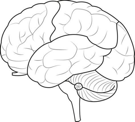 Perpetuo La Selva Amaz Nica Aeronave Dibujo De Cerebro Salario