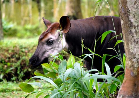 The Okapi — Okapi Conservation Project