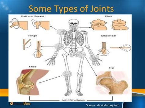 Joints and muscles