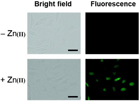 Fluorescence Imaging Of HeLa Cells Incubated With Probe 20 Followed By