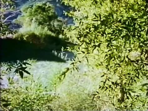 Virgin Forrest Free Blowjob Love Porn Video B XHamster XHamster