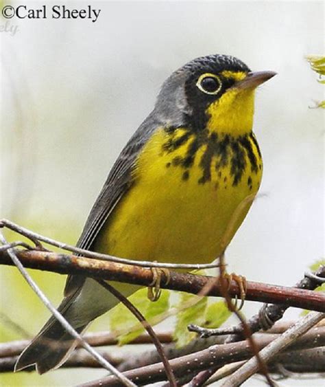 Canada Warbler State Of Tennessee Wildlife Resources Agency