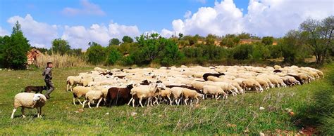 El Pastoreo Tradicional En El Campo De Montiel Saborural