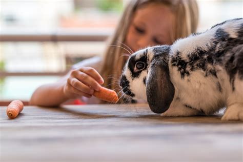 Haustiere F R Kinder Vor Nachteile