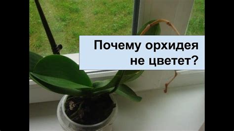 Почему не цветет орхидея Что нужно делать, чтобы орхидея зацвела. - YouTube