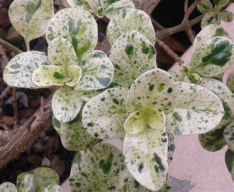 La Planta Espejo O Brillantisima Coprosma Repens Jardines Sin Fronteras