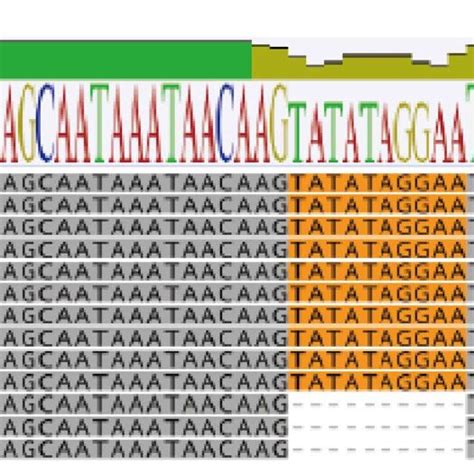 Figure E Sequence Alignment Of Intergenic Region Between Iiir And Iiiil