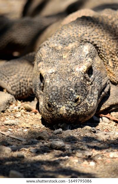 Closeup Komodo Dragon Komodo National Park Stock Photo 1649795086 ...