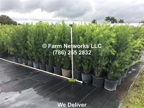 Podocarpus Hedge Jupiter Farms - Wholesale Podocarpus Nursery(786) 255-2832