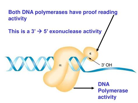 Ppt Review Proteins And Their Function In The Early Stages Of Replication Powerpoint