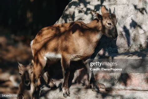 71 Mountain Goat Hooves Stock Photos High Res Pictures And Images