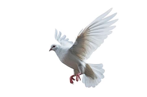 Белый голубь, летящий на прозрачном файле psd, концепция международного ...
