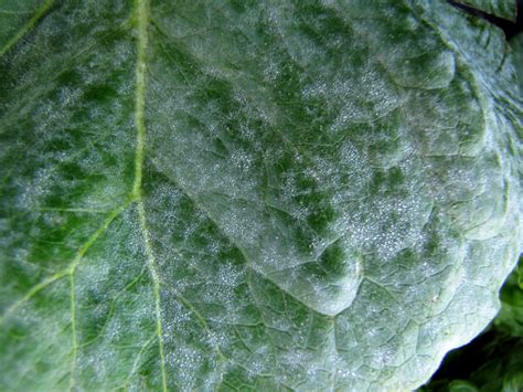 Powdery Mildew On Lettuce Vegetable Pathology Long Island